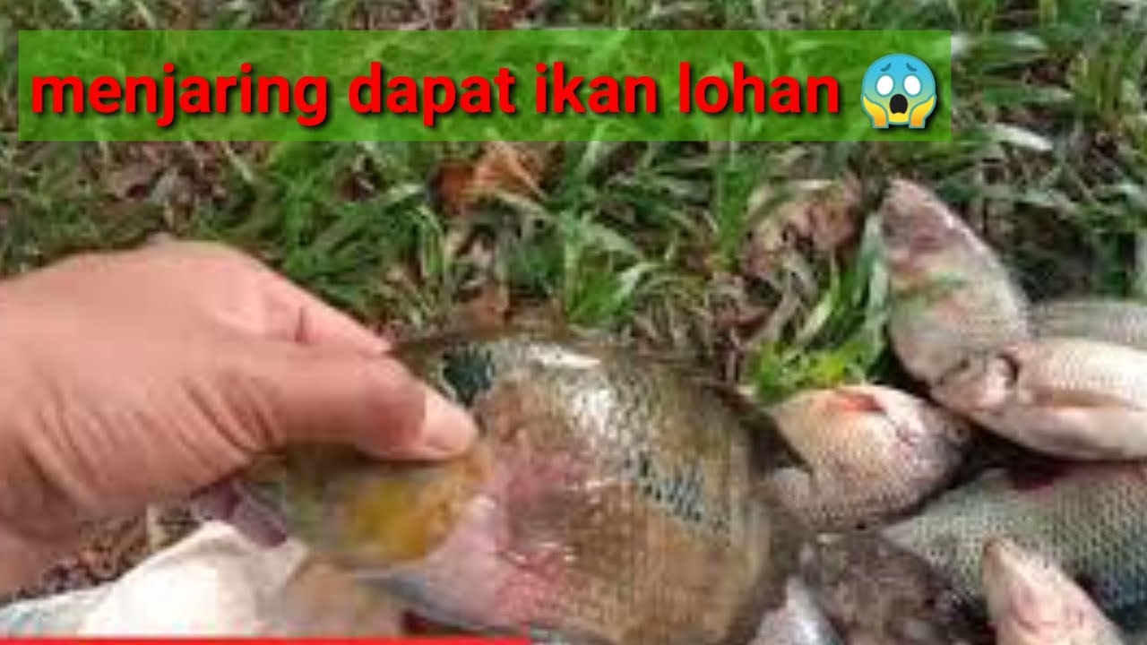 Menjaring ikan nila di sungai kecil dapat banyk