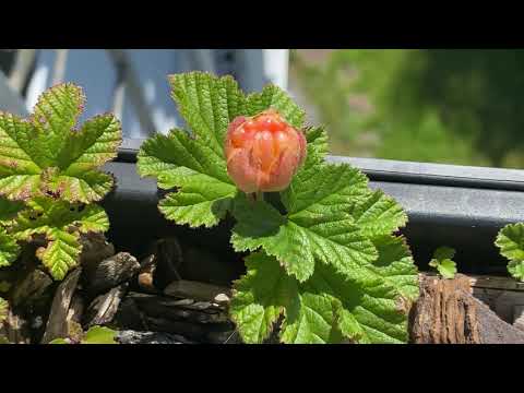 Cloudberries on balcony - berries appeared (part 4)