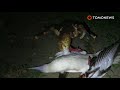 Cangrejo cocotero caza su cena: Cangrejo gigante consigue un bocadillo - TomoNews