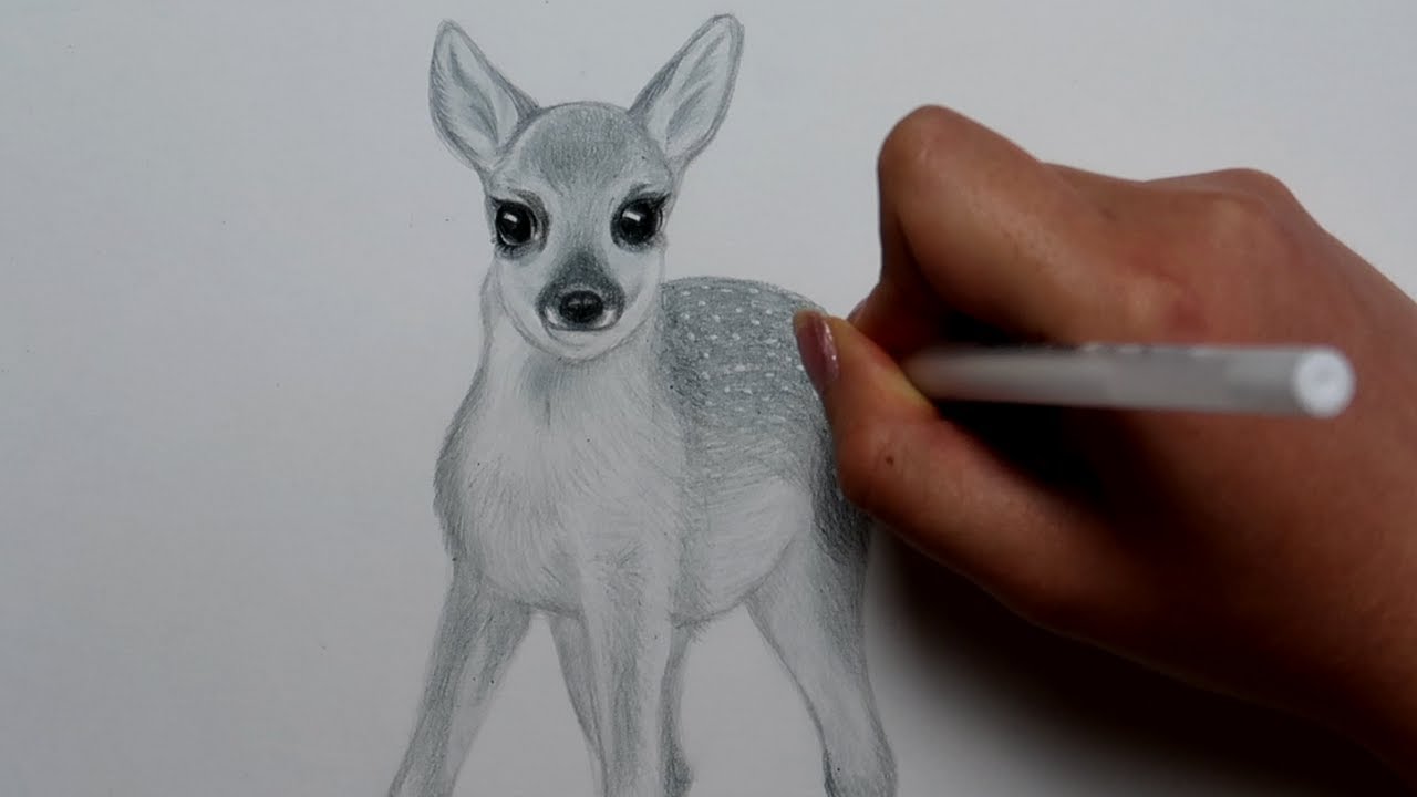 Dessin Faon Facile