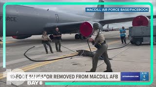 Nearly 10-foot alligator found at MacDill Air Force Base