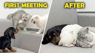 How My Terrified Rescue Kittens Became So Close to My Rescue Puppy So Fast in Their First Meeting!