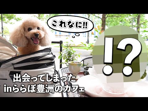 犬同伴ランチで愛犬にサプライズ ららぽーと豊洲にお出かけ ミニチュアプードルのわこ Youtube 犬同伴ランチで愛犬にサプライズ ららぽーと豊洲にお出かけ ミニチュアプードルのわこ Youtube