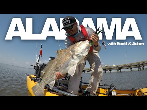 alabama-redfish,-bass,-&-black-drum---all-in-one-day