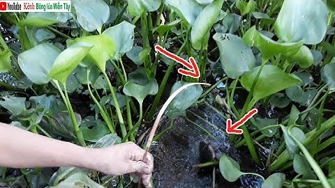 Cắm câu cá lóc bằng mồi dế dính dễ sợ | Bông lúa Miền Tây