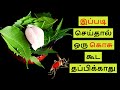 10 நிமிடத்தில் ஒரு கொசு  இருக்காது 200% அனுபவ உண்மை | mosquito natural | homemade mosquito repellent