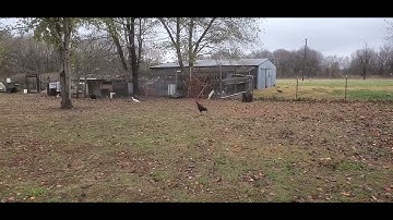 yug qaib nyob Oklahoma 11/20/23 tseem sov 53 degree nawb/ still good weather