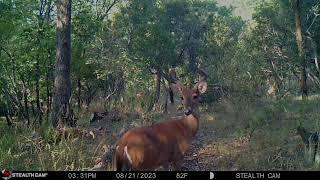 Little Bear Creek trail camera highlights 23-24