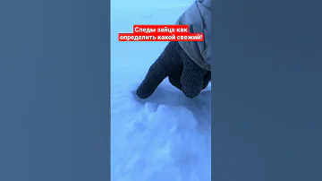 Следы зайца как определить какой свежий! #заяц #охота #hunting #россия #охота2023