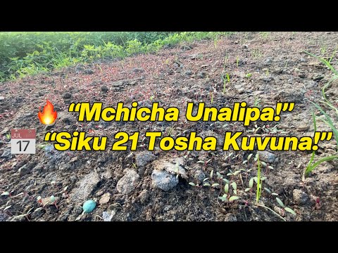 Mchicha Unalipa Haraka Jinsi Ya Kulima Mchicha Kwa Faida Kubwa Mbegu Tsh 500 Tu