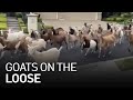 The Great Escape: Goats Stampede Through Neighborhood Streets