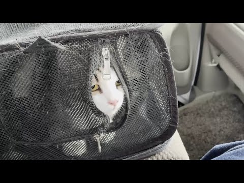 豆大福の顔を見てホッと安心する猫
