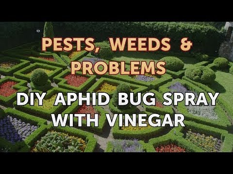 DIY Aphid Bug Spray With Vinegar