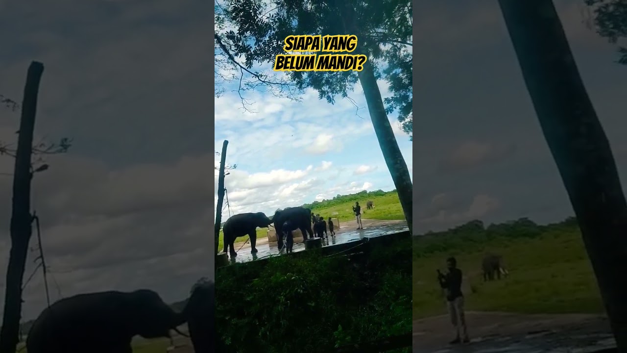 Nih Mandi Bareng Gajah #shorts #gajah #short #elephant #shower #waykambas #lampung