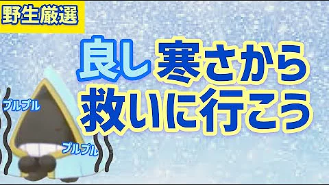 ユキワラシ