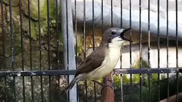Suara Remetuk Laut GACOR Nyiul MERDU Volume lantang cocok buat MASTERAN & Pancingan burung kecil