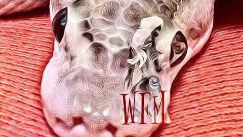 The Haze Granite Ball Python #new