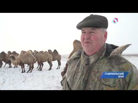 Разведение верблюдов в колхозе "Россия" Ставропольского края
