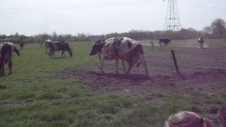 Koeiendans Burgst 2014