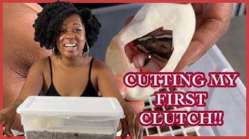 MY FIRST EVER CLUTCH CUTTING VIDEO | VISUAL PIEDS!! | BALL PYTHON BREEDER | PRECIOUS PYTHONS|