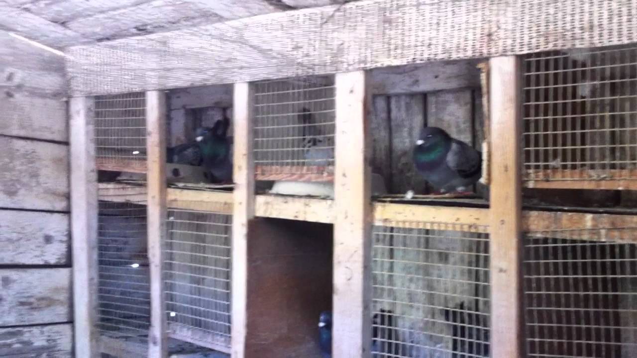 Maratonistii lui Preda