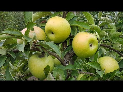 ভিডিও: সেমেরেনকোর আপেল কীভাবে আবিষ্কৃত হয়েছিল