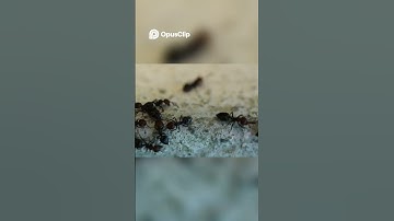 Ant Philosophy | Simple Life Lessons for Kids! #clarityquest