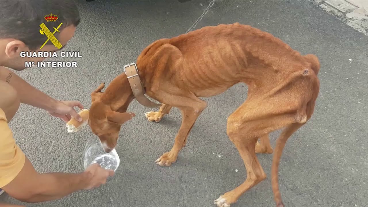 Guardianes de los animales, en acción