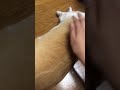 웰시코기 엘라스틴 하다?!
