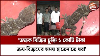 খুলনায় একটি তক্ষকসহ ৪ জন আটক | Tokay Gecko | Khulna | RAB | Wild Animal | Channel 24 screenshot 1