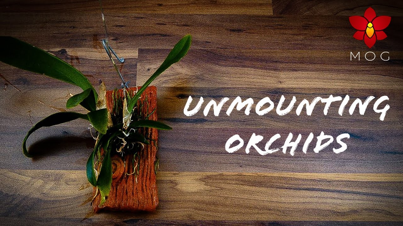 Orchid Maintenance #7 - Unmounting & Repotting frustrating Orchids 😝
