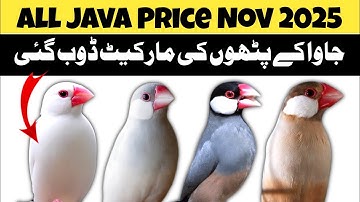 All java latest Price | java sparrow price update | java finch market price