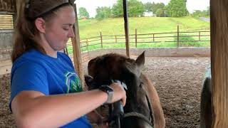 How to Clip a Dairy Heifer, 4-H Dairy Clinic Part Three