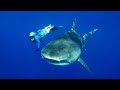 Gopro freediving with tiger sharks in 4k