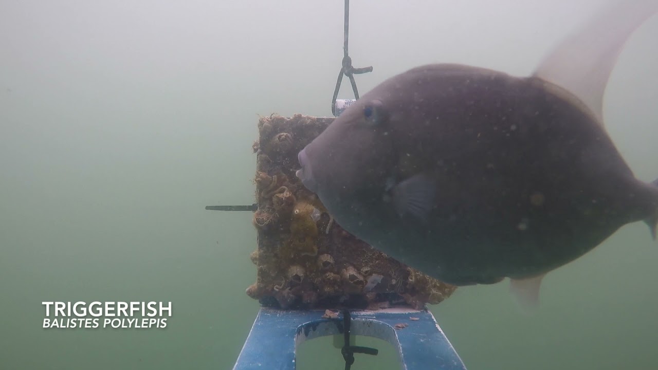 Fish Predation on Marine Invertebrates / Depredación de peces en invertebrados marinos