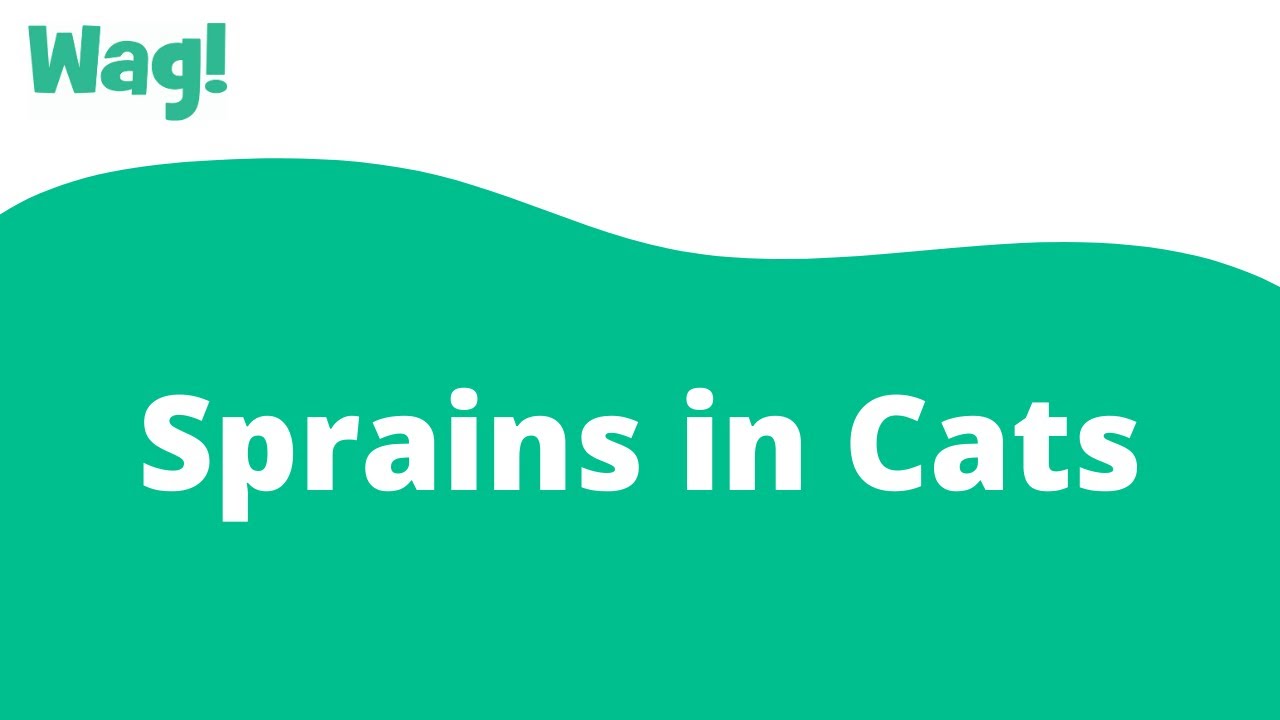Sprains in Cats Wag! YouTube