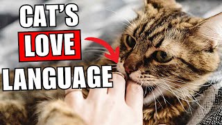 Does My Cat Love Me? 13 Signs to Look For 🔥 by Kitten Munch 1,133 views 2 months ago 7 minutes, 54 seconds