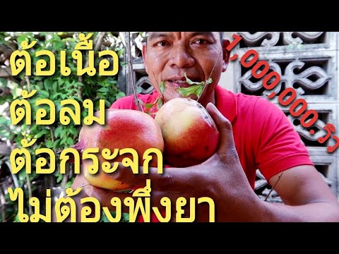 ดาเป็นต้อเนื้อ ด้อลม ต้อกระจก ตาฟ่าฟาง ขุ่นมัวหายได้ด้วยสมุนไพรหาง่าย 