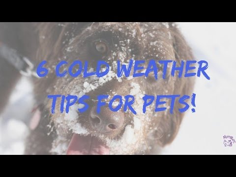 6 Cold Weather Tips for Pets