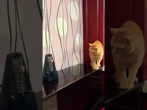 Видео: Кот и метроном. Cutie cat and metronome.