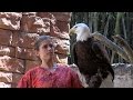 Flights Of Wonder - EXOTIC BIRD SHOW - Animal Kingdom - Disney World - Multi Angle PANDAVISION