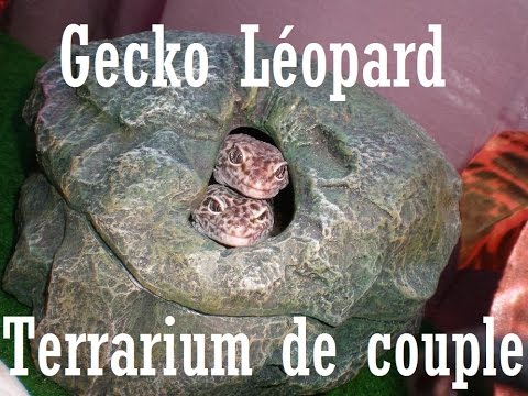 Terrarium pour gecko