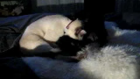 Watch the video about Tiger and Cocoa, Burmese and Tonkinese cats playing