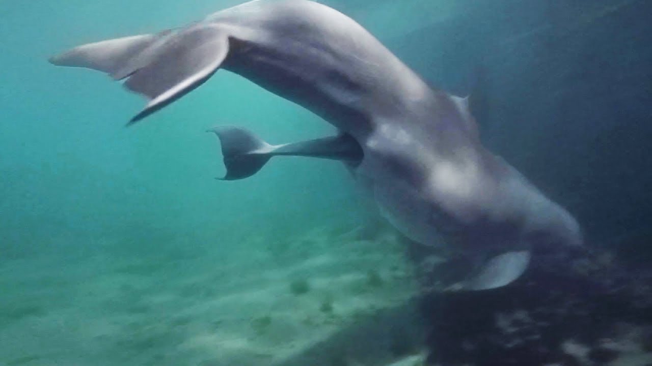 Baby Dolphin Birth In Bermuda - Dolphin Quest Bermuda