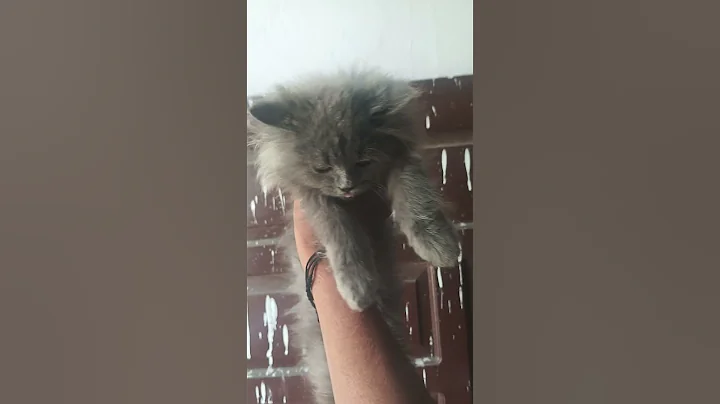 Watch the video about 7500148796 Grey colour Persian cat Available dehradun Roorkee Haridwar Uttarakhand pet shop