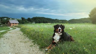 Bernese Mountain Dog Puppies Care and Training