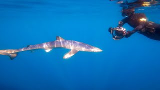 BLUE SHARKS in Cornwall, UK. EPIC Snorkelling Experience - Full Feature Video in 4K by Ayaan Chitty 380 views 7 months ago 8 minutes, 37 seconds