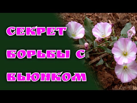 Видео: Как избавиться от вьюнка естественным путем?