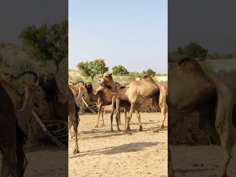 وكان الجمل يعبر عن مشاعره
