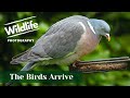 Garden Bird Photography - UK WILDLIFE and NATURE